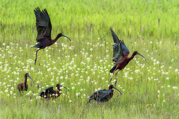 White-faced Ibis Poster featuring the photograph White-Faced Ibis Rising, No. 1 by Belinda Greb