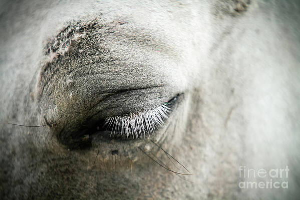 Horse Poster featuring the photograph White horse eye with white cilia by Dimitar Hristov