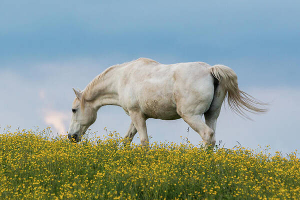 Horse Poster featuring the photograph White Horse of Cataloochee Ranch 2 - May 30 2017 by D K Wall