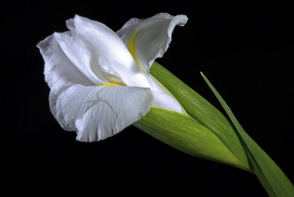 Irs Poster featuring the photograph White Iris II by Elsa Santoro