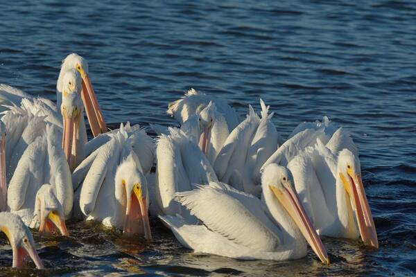 White Pelicans Poster featuring the photograph White Pelicans Flock Feeding by Bradford Martin