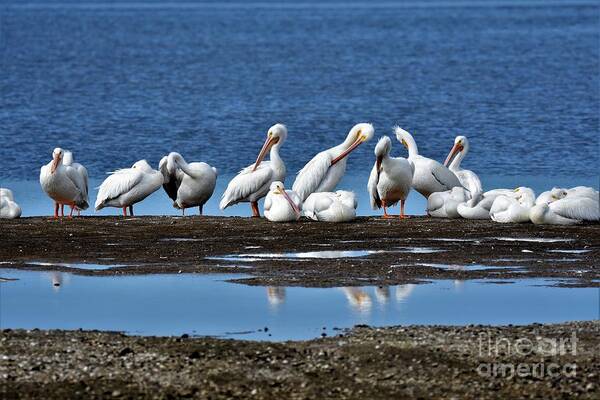 White Pelicans Poster featuring the photograph White Pelicans by Julie Adair