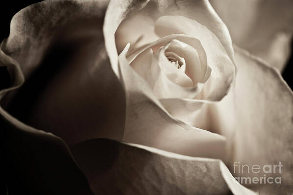 White Rose Poster featuring the photograph White Rose in sepia 2 by Micah May
