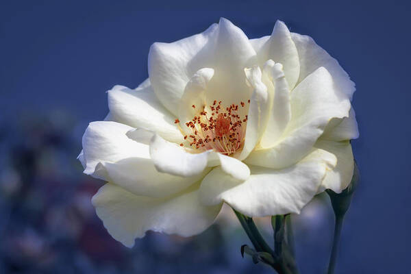 Background Poster featuring the photograph White rose on a blue background by Tim Abeln