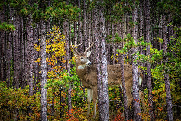 Whitetail Poster featuring the photograph White Tailed Buck among the Pines by Randall Nyhof