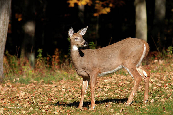 White Tailed Deer Poster featuring the photograph White Tailed Deer In Autumn by Christina Rollo