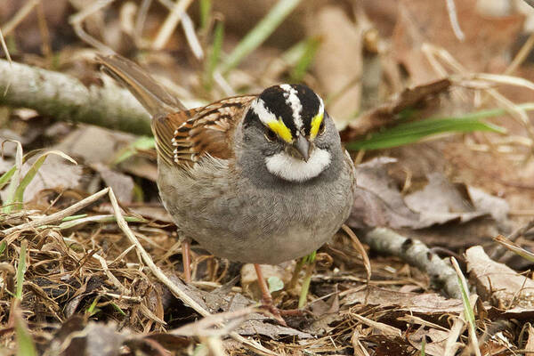 Bird Poster featuring the photograph White-throated Sparrow 3454 by Michael Peychich