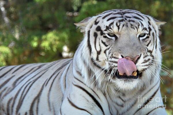 Tiger Poster featuring the photograph White Tiger by Laurianna Taylor