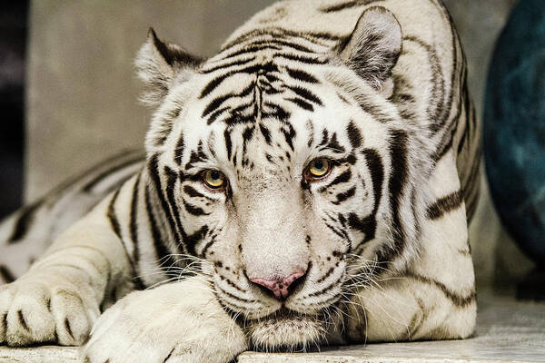 Tiger Poster featuring the photograph White Tiger Looking at You by Tammy Ray