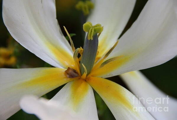 White Tlips Poster featuring the photograph White Tulip by Jolanta Anna Karolska