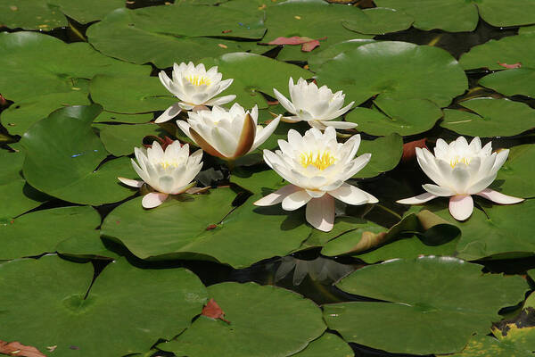 Water Lilies Poster featuring the photograph White Water Lilies by Art Block Collections