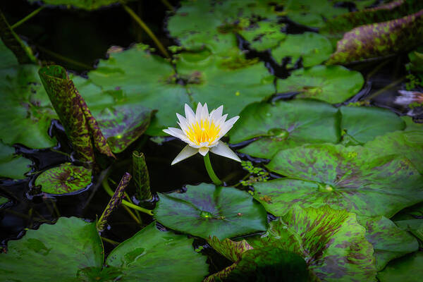 White Poster featuring the photograph White Water Lily by Garry Gay