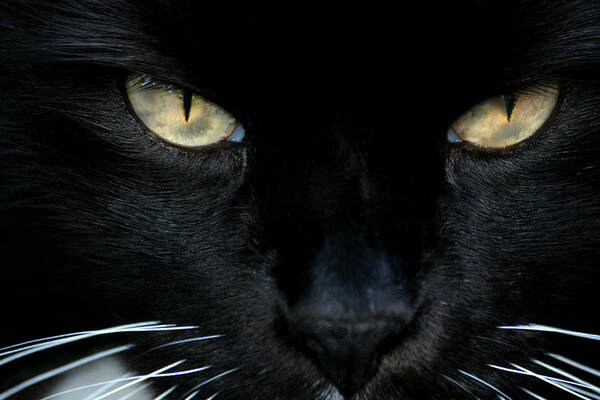 Cat Poster featuring the photograph White Whiskers by Lorenzo Cassina