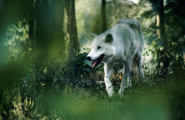 White Wolf Poster featuring the photograph White Wolf Walking in Forest by Steve Somerville