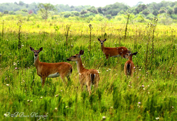 Whitetail Deer Poster featuring the photograph Whitetail Deer Family by Barbara Bowen