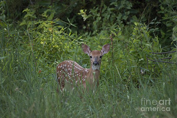 Whitetail Poster featuring the photograph Whitetail Fawn 20120711_37a by Tina Hopkins