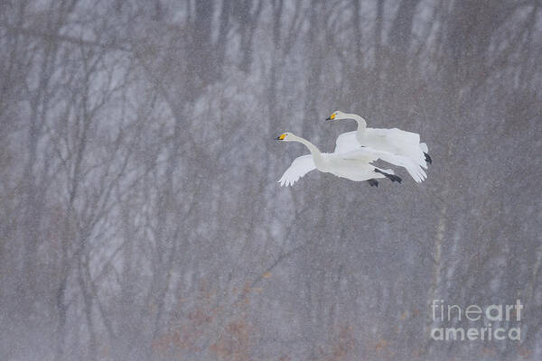 Akan Crane Sanctuary Poster featuring the photograph Whooper Swans Flying In Snowstorm by John Shaw
