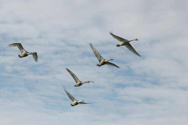 ©wendy Cooper Poster featuring the photograph Whooper Swans by Wendy Cooper