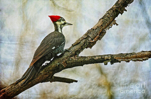 Woodpecker Poster featuring the photograph Who's There by Lois Bryan