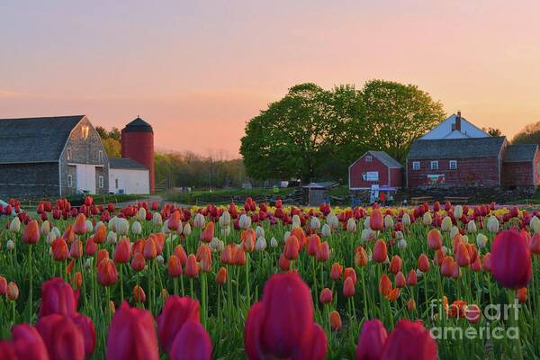 Tulips Poster featuring the photograph Wicked Awesome Tulips by Tammie Miller
