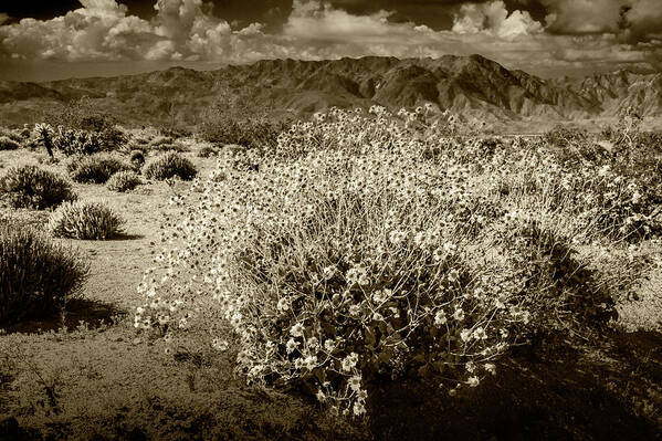 Art Poster featuring the photograph Wild Desert Flowers Blooming in Sepia Tone by Randall Nyhof