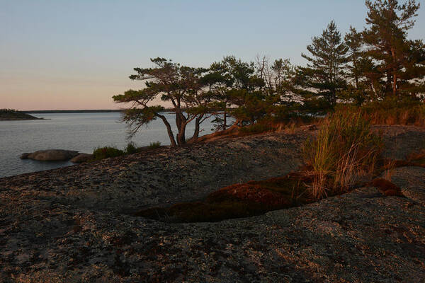 Sunrise Poster featuring the photograph Wild Grass at Sunset - Georgian Bay by Steve Somerville