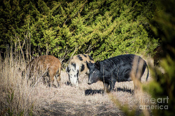 Hogs Poster featuring the photograph Wild Hogs by Cheryl McClure