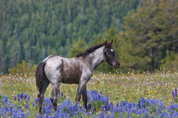 Mark Miller Photos Poster featuring the photograph Wild Horse Foal in Lupines by Mark Miller