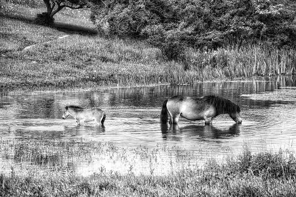 Nature Poster featuring the photograph Wild Horses BW2 by Ingrid Dendievel