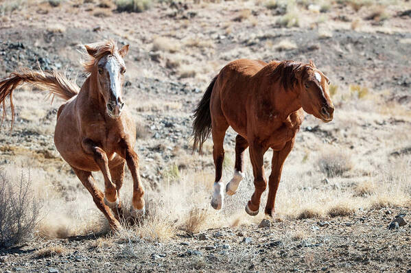 Wild Horses Poster featuring the photograph Wild Horses Couple #5 by Catherine Lau