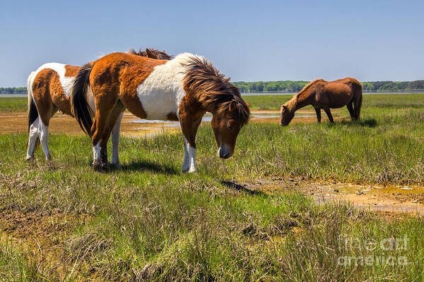 Horses Poster featuring the photograph Wild Horses of Assateague by Rod Best