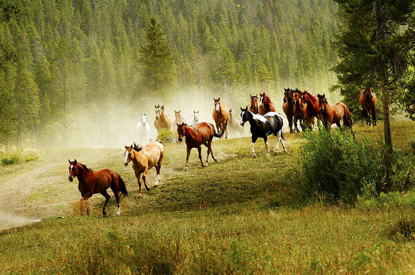 Horses Poster featuring the photograph Wild Horses by Scott Read