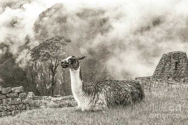 Llama Poster featuring the photograph Wild Machu Picchu by Ksenia VanderHoff