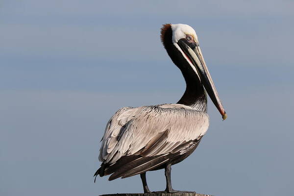 Wild Poster featuring the photograph Wild Pelican - 2 by Christy Pooschke