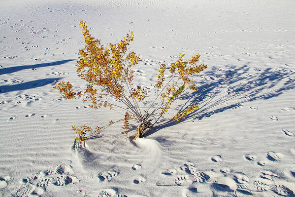 Monument Poster featuring the photograph Wild Plant in White Sands by Roslyn Wilkins