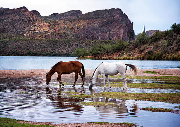 Wild Horses Poster featuring the photograph Wild Salt River Horses at Saguaro Lake Arizona by Dave Dilli