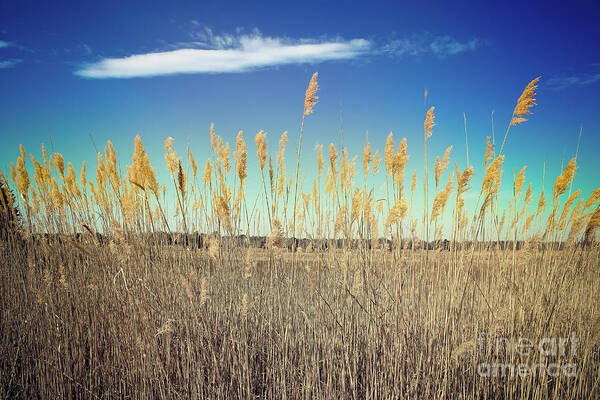 Nature Poster featuring the photograph Wild Sea Oats by Colleen Kammerer