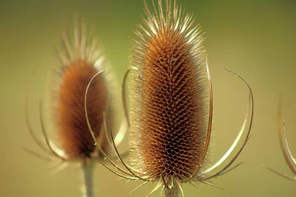 Teasel Poster featuring the photograph Wild Teasel by Bruce Patrick Smith