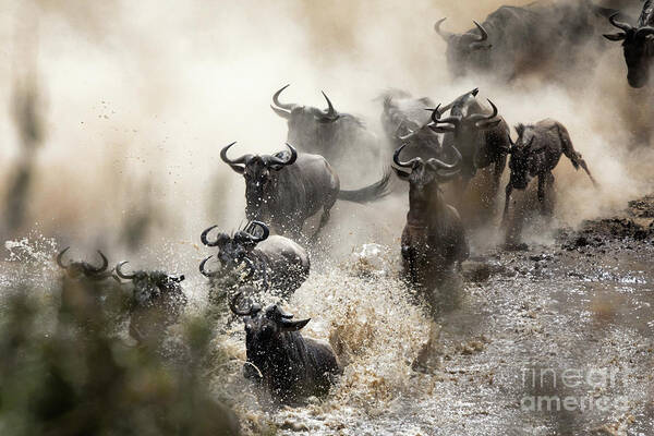Mara Poster featuring the photograph Wildebeest herd crossing the Mara River by Jane Rix