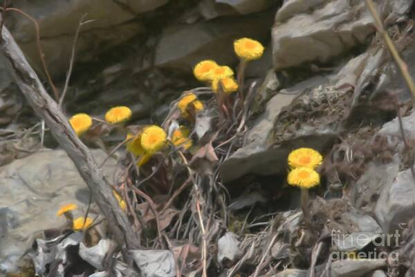 Flower Poster featuring the painting Wildflowers In Rocks by Smilin Eyes Treasures