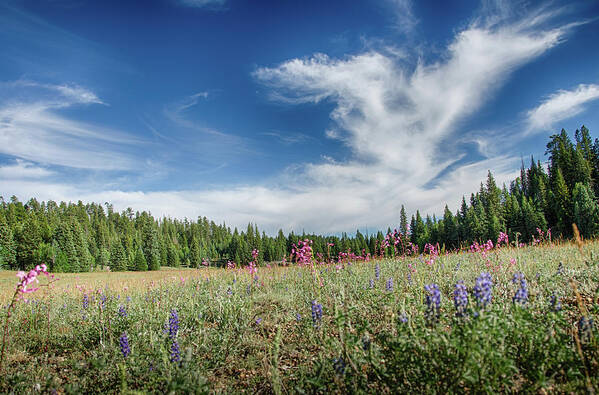 Wildflowers Poster featuring the photograph Wildflowers reach for the sky by Gaelyn Olmsted