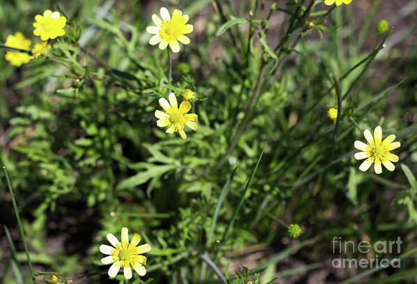 Vernal Pool Poster featuring the photograph Wildflowers by Suzanne Luft