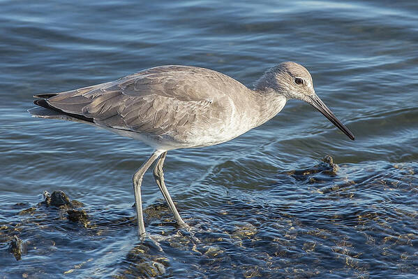 Bird Key Park Poster featuring the photograph Willet in Winter Plumage by Richard Goldman