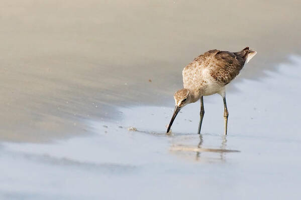 Willet Poster featuring the photograph Willet on Beach by Bob Decker