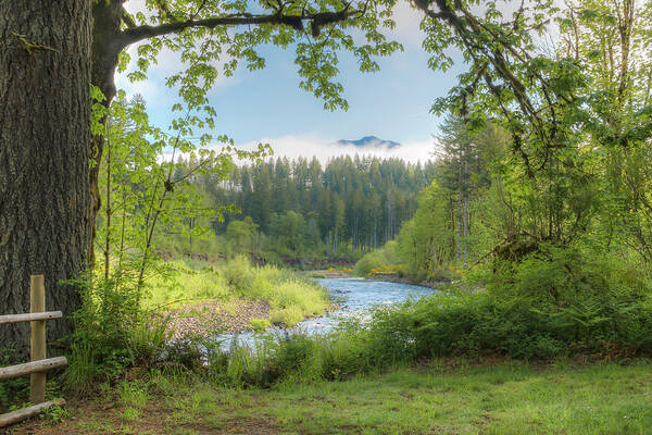Wilson River Poster featuring the photograph Wilson River in Spring by Kristina Rinell