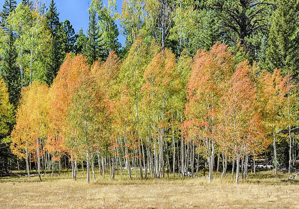 Quaking Aspen Poster featuring the photograph Windblown Aspen by Gaelyn Olmsted