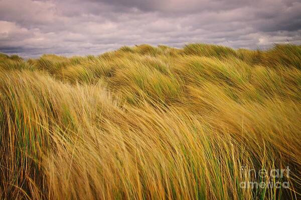 Golden Grass Poster featuring the photograph windswept Grasses by Martyn Arnold