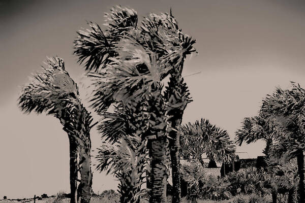 Palm Trees Poster featuring the photograph Windy Day at Beach by Gina O'Brien