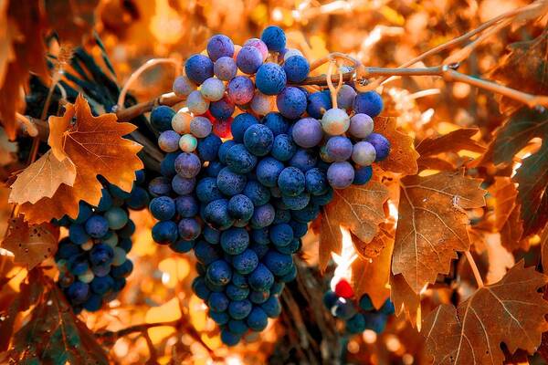 Wine Grapes Of Many Colors Poster featuring the photograph Wine grapes of many colors by Lynn Hopwood