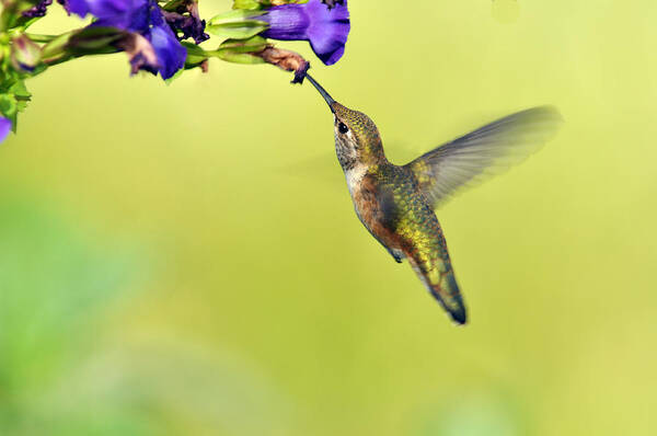 Hummingbird Poster featuring the photograph Winged Beauty a Hummingbird by Laura Mountainspring